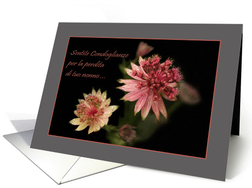 Astrantia raindrops - Italian condolences loss grandpa... (1235348)