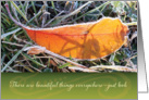 Blank Note Card, Beautiful Sunlit Orange Leaf with Frost. card