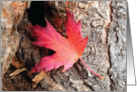 Colored leaf on tree bark, blank note card for the autumn season. card