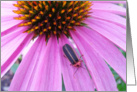 Encouragement, close up of purple daisy with lightning bug card