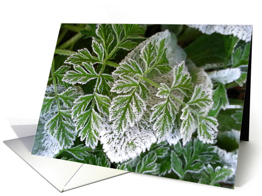 first frost on the greens in the garden, blank note card (1178044)