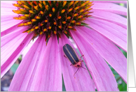 Encouragement, close up of purple daisy with lightning bug card