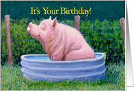 Pig in Water Enjoying His Birthday! card