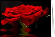 Red Rose Flood Photography Blank Note Card