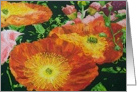 All Occasion Blank Note Card - Red Orange Poppies card