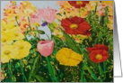 All Occasion Blank Note Card - Tulips and Poppies card