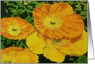 All Occasion Blank Note Card - Orange Poppies card
