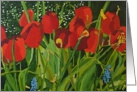 Valentine Day - Red Tulip in a Garden card