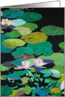 Four Pink Water Lilies - Blank Card