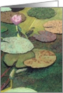 One Pink Water Lily and Green Pond - Blank Card