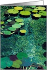 Green Pods and Pond - Blank Card