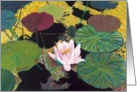 Water Lilies - All Occasion Blank Card