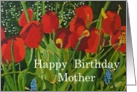 Red Tulip Garden - Happy Birthday Card for Mother card