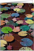 Blank Note Card - Pink Water lily card