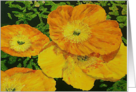 All Occasion Blank Note Card - Orange Poppies card