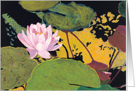 Single Pink Water Lily - Blank Card