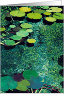 Green Pods and Pond - Blank Card