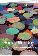 White water lily and multi-colored pods-Happy Birthday Granddaughter card