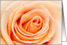 Peach Rose Anniversary Card