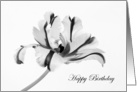 Black and White Happy Birthday Tulip card