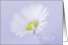 White Daisy Thinking of You Offer to Help card