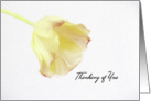 Thinking of You Yellow Tulip Blank Inside card
