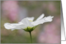 White Cosmo Flower Notecard Blank Inside card