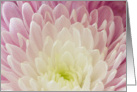 Chrysanthemum Notecard Blank Inside card