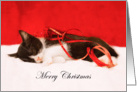 Merry Christmas Sleeping Kitten card