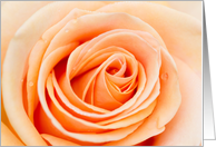 Peach Rose...