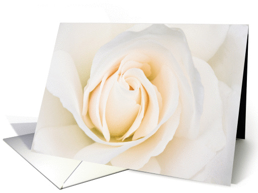 White Rose Anniversary card (1379948)