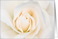White Rose Anniversary Card
