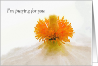 Watercolor Poppy Prayer Card