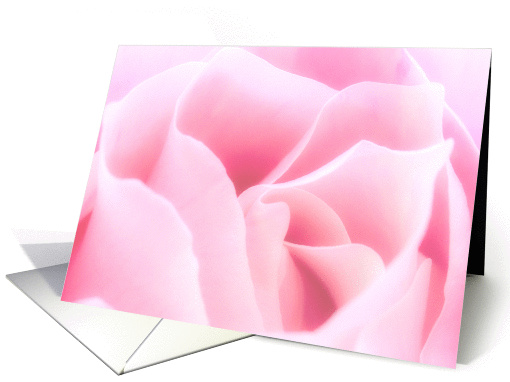 Soft Pink Rose Any Occasion Blank Inside card (1404176)