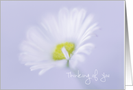 White Daisy Thinking of You Offer to Help card