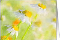 Watercolor Daisies Blank Inside card
