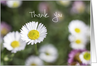 Thank You Daisies One in a Million card