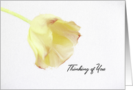 Thinking of You Yellow Tulip Blank Inside card