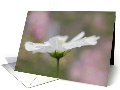 White Cosmo Flower Notecard Blank Inside card (1430004)