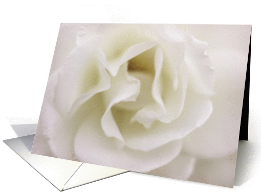 Soft White Rose Notecard Blank Inside card (1430612)
