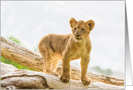 Lion Cub Notecard...
