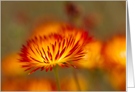 Orange, Red, and Yellow Floral Notecard Blank Inside card