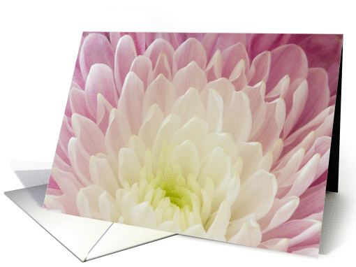 Chrysanthemum Notecard Blank Inside card (1434986)