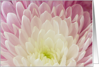 Chrysanthemum Notecard Blank Inside card