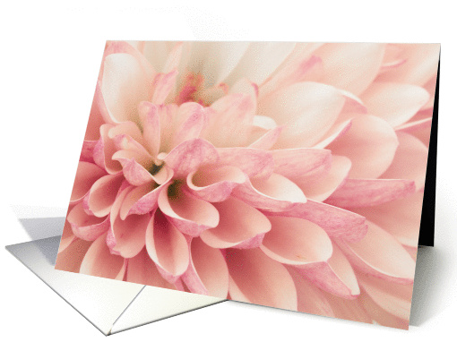 Chrysanthemum Notecard Blank Inside card (1434996)