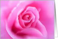 Pink Rose Note Card...