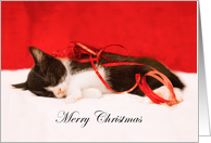 Merry Christmas Sleeping Kitten card