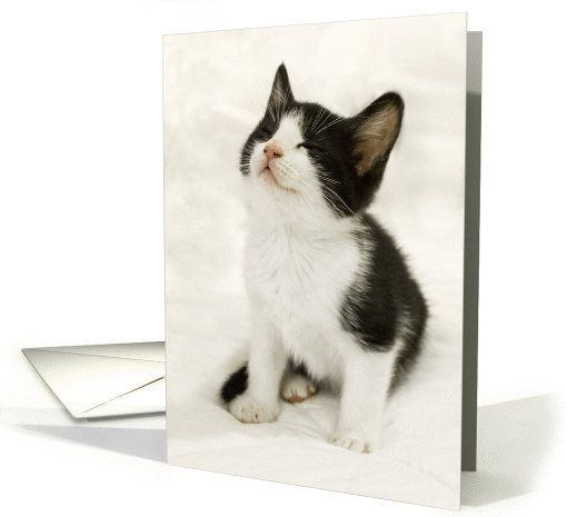 Cute Kitten Notecard Blank Inside card (1459550)