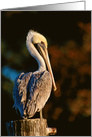 Brown Pelican card