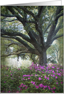 Oaks and Azaleas - Blank Card
